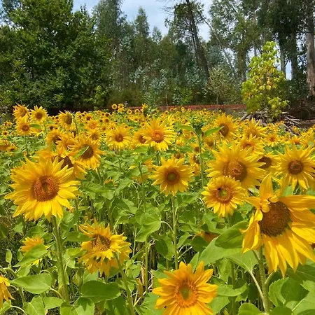 Casa vacanze Vale Da Silva - Quinta Albergaria-a-Velha