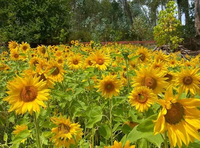 Hébergement de vacances Vale Da Silva - Quinta Albergaria-a-Velha