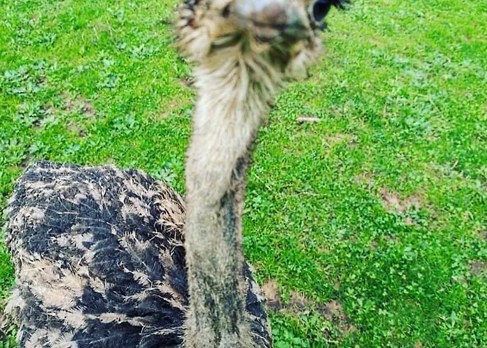 Hébergement de vacances Vale Da Silva - Quinta